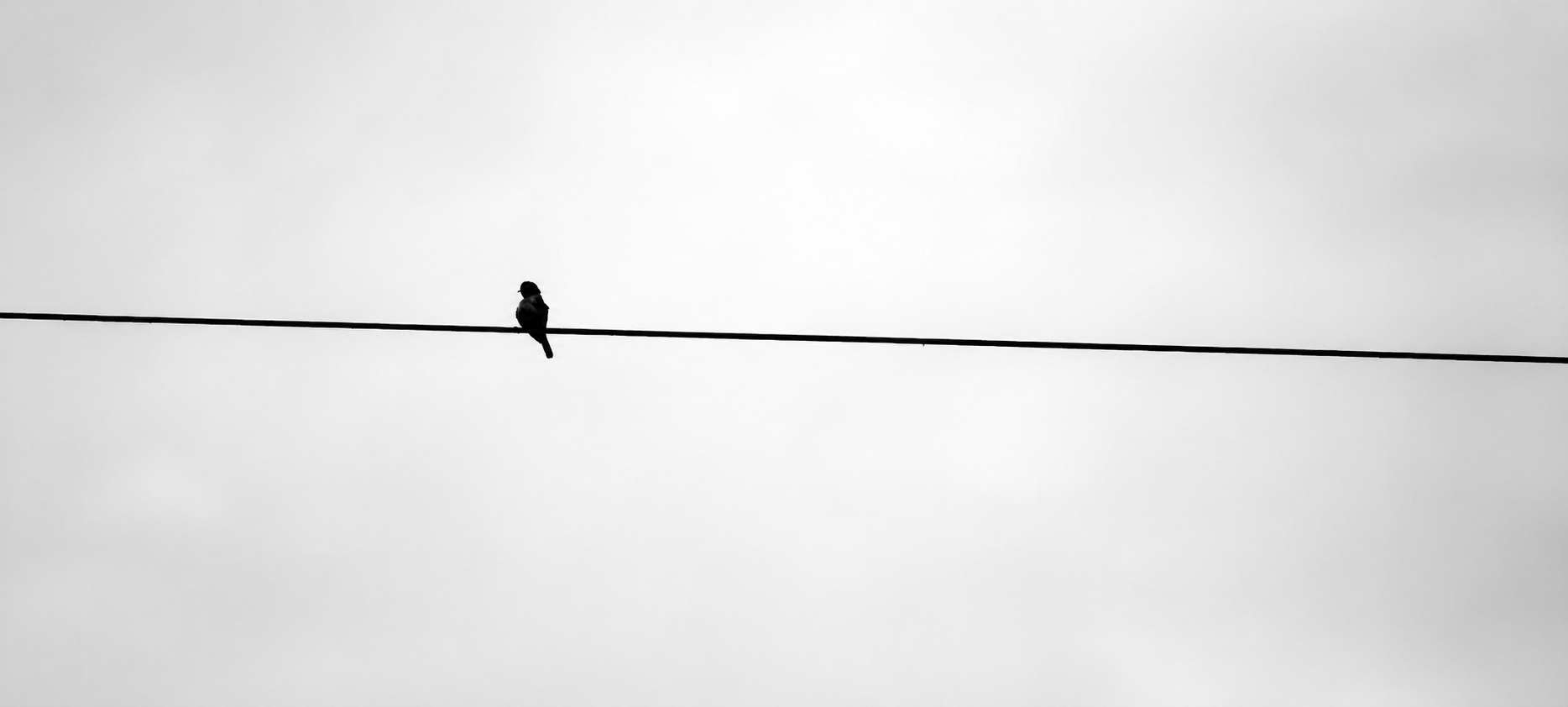 Pássaro solitário pousado em um fio contra o céu branco